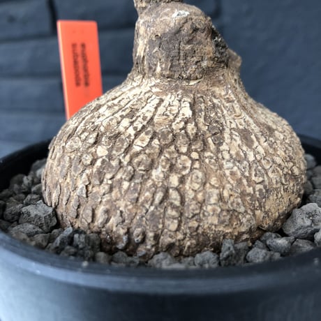 euphorbia   subapoda《M size 》特化した球体&扁平樹形が愛くるしくて堪らないスバポダ‼︎※mad black bowl pot植え
