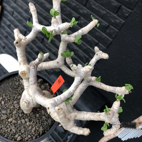 othonna  furcata《 LL size》極白肌良樹形※現地球発根後店主国内管理5年株※極美白肌且つ大きめながら大変枝振りバランスも良き一株※mad black bowl pot植え