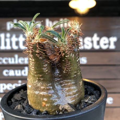 pachypodium  gracilius《大きめS size》激希少‼︎極green肌&赤棘※現地球発根済株※店主国内管理2年株※短枝ぼってり樹形＆枝振りも◎※mad black pot植え