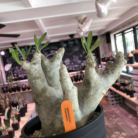 packypodium  inopinatum《L size》