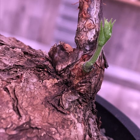 cyphostemma     pachypus《L size》希少size‼︎ ※歴史と現地球株らしい生き様を実感できる大株‼︎ ※mad black bowl pot植え
