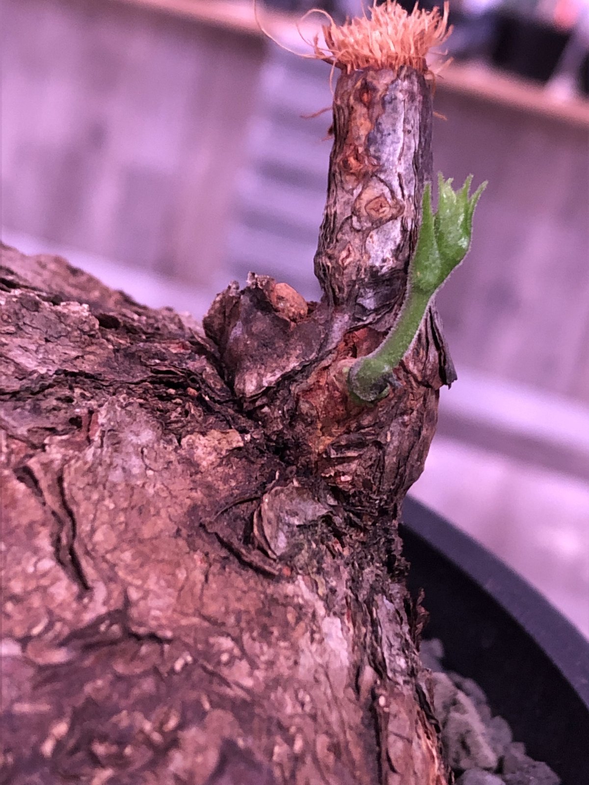 cyphostemma pachypus《L size》希少size‼︎ ※歴史と現地