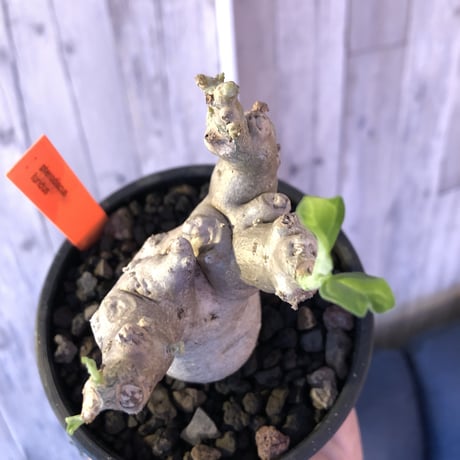 pterodiscus  luridus 《M  size》※でっぷり白肌美株‼︎ 店主激オススメ株‼︎※mad  black bowl  pot植え