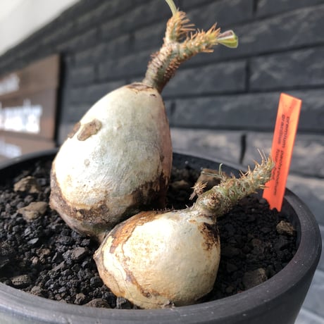 pachypodium gracilius《M size》現地焼け肌&4-he'd株※現地球発根後店主国内管理3年株※まさに🥚卵のかの如く‼️渾身の一株※mad black bowl pot植え