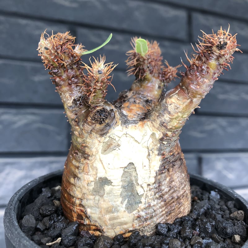 packypodium gracilius《小さめM size》極現地焼け＆錆肌※現地球発根