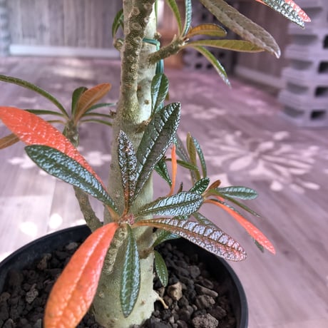 希少 dorstenia   gigas《 L L  size》