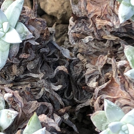 dudleya greenei《L size》希少種‼︎※現地球株発根済※流通少なき古株のため味深くそれでいてコントラストがとびきり美しい一株※black bowl pot植え