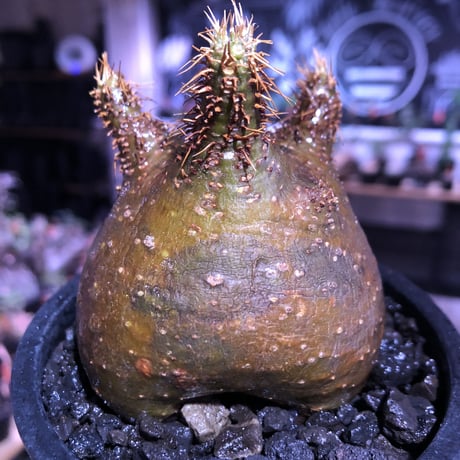 packypodium  gracilius《大きめS size》驚愕ぼってり樹形※現地球発根済株※店主国内管理2年株※短枝で堪らないほど低重心‼︎とびきりぼってり樹形※mad black pot植え