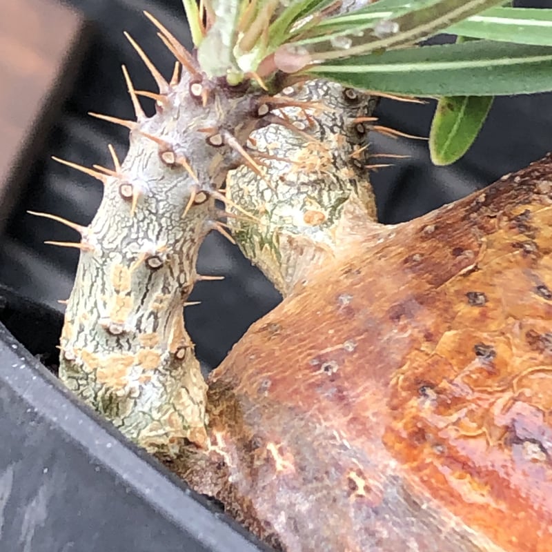 pachypodium gracilius《大きめM size》※現地球株発根済※成長点潰れ&