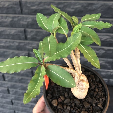 euphorbia cremersii《L  size》※big-sizeぽっこり塊根&葉の表裏がcolor違いにmad肌質で枝振りも渋カッコ良き一株※mad black bowl pot植え