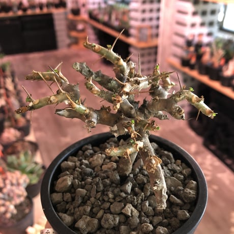sarcocaulon  vanderietiae《小さめM size》※現地球発根済株※サルコカウロン希少夏型種※店主国内管理2年株‼︎※wild枝振り※mad  black  pot植え