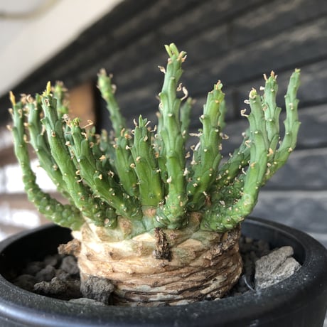 euphorbia gorgonis《L size》※現地球発根後店主国内管理3年株※人気🐙タコもの‼︎美多肉質葉&木質wild塊根の二面性が魅力※mad  black  pot植え