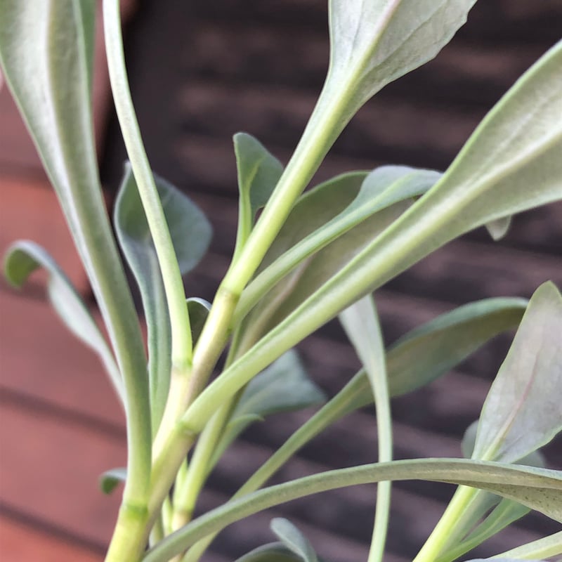 希少 コレクション株 オトンナ パキポダ 希少 コレクション株 オトンナ パキポダ