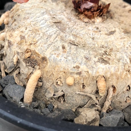 eriospermum mackenii《LL size》※現地球株発根済※中々出会えないエリオスペルマムきっての希少大型夏型種で超大株‼︎※black pot植え