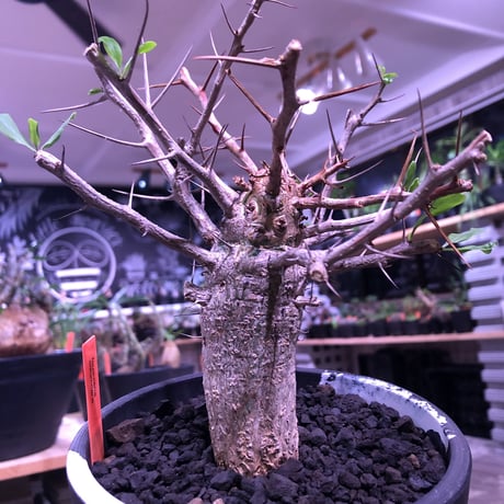 fouquieria    columnaris 観峰玉 《L size》mad  black  marble   bowl  pot  植え　※店主管理6年株