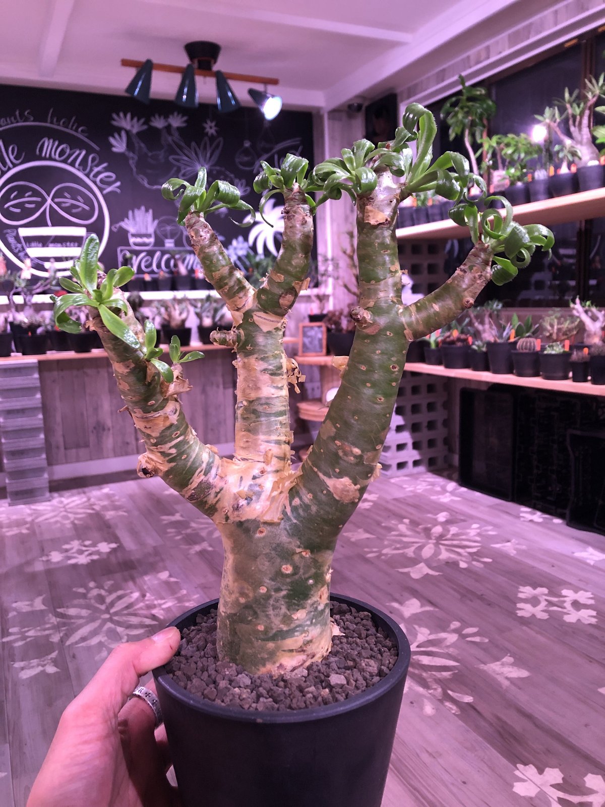 tylecodon paniculatus 《太めM size》店主3年管理株‼︎ 激推し株 tylecodon paniculatus 《太めM size》店主3年管理株‼︎ 激推し株