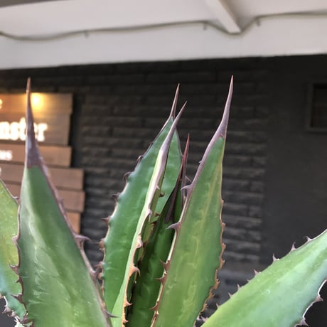 agave horrida《大きめL size》※現地球発根後店主国内管理3年株※締まり&樹形balance良き大きめホリダ※mad black bowl pot植え