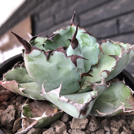 agave titanota black&blue 強棘《M size》選抜株※現地球株発根済※極めて纏まり締まり良き厳つさが堪らないワイルド株※mad black pot植え