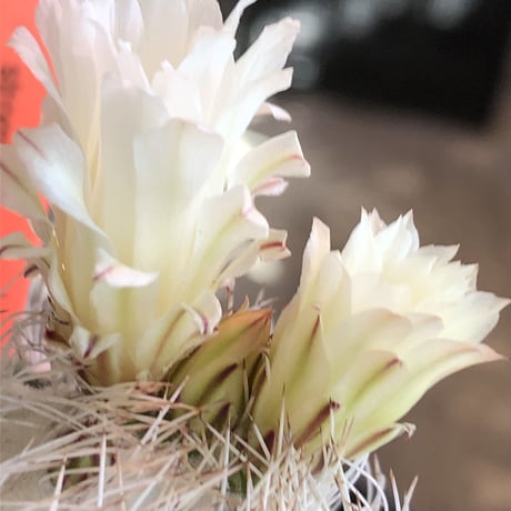 strombocactus 白棘菊水《M size》激希少‼︎現地球発根済株※店主国内管理9年株※激希少株の上、極美白棘菊水‼︎堪らない唯一無二感※mad black bowl pot植え