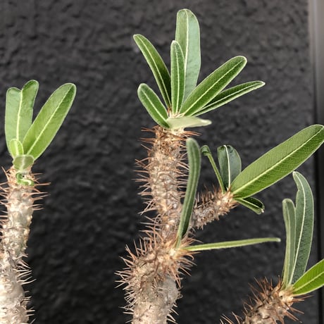 packypodium   gracilius《L  size》