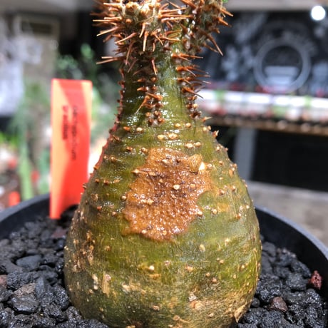 pachypodium gracilius《大きめS size》※現地球株発根済※チャームポイント的現地焼け＆極green肌を兼ね備えた良樹形株‼︎※black bowl pot植え