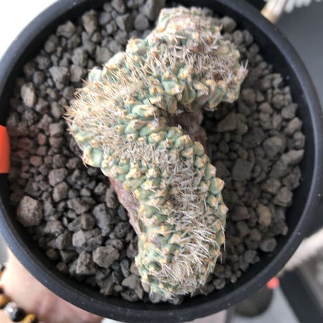 strombocactus 菊水《L size》※驚愕激希少‼︎現地球発根済株※店主国内管理7年株※実生菊水でなく希少性高さ現地球株の更にbigな綴化株‼︎※mad black pot植え