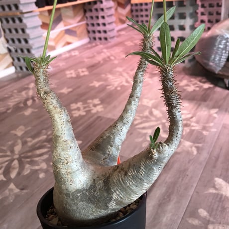 packypodium  gracilius《大きめ M size》※現地球株  発根済み株‼︎  （限定1株）極上白肌美株‼︎  ※mad black pot植え