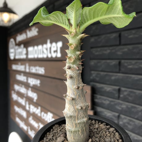 pachypodium  windsori i× baronii  《M size》希少※現地実生発根済株※成長楽しみな双方の良さが活きた将来有望株※mad black pot植え