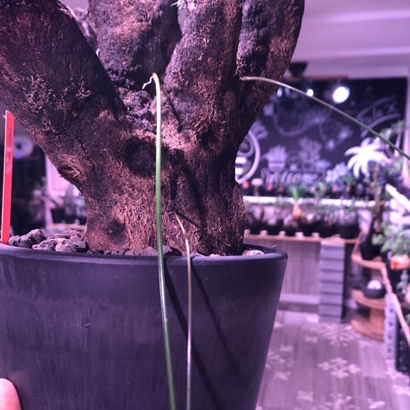 xerophyta  trichophylla《L L size》※現地球発根済株‼︎※驚愕最強靭株‼︎今回は極太キセロ‼︎※限定３株※mad black pot植え