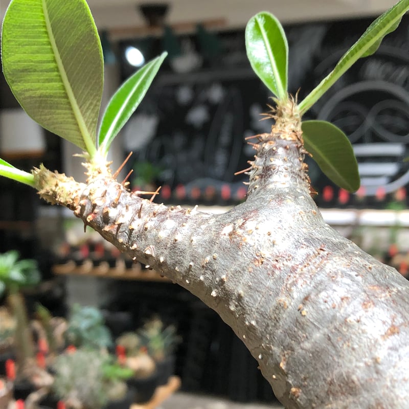 pachypodium enigmaticum《L size》※現地球株発根済※ワイルドな極太
