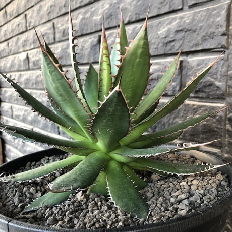 agave horrida《L L size》※現地球発根後店主国内管理3年株※締まり&樹形balance良きbigなホリダ※プラ浅鉢植え