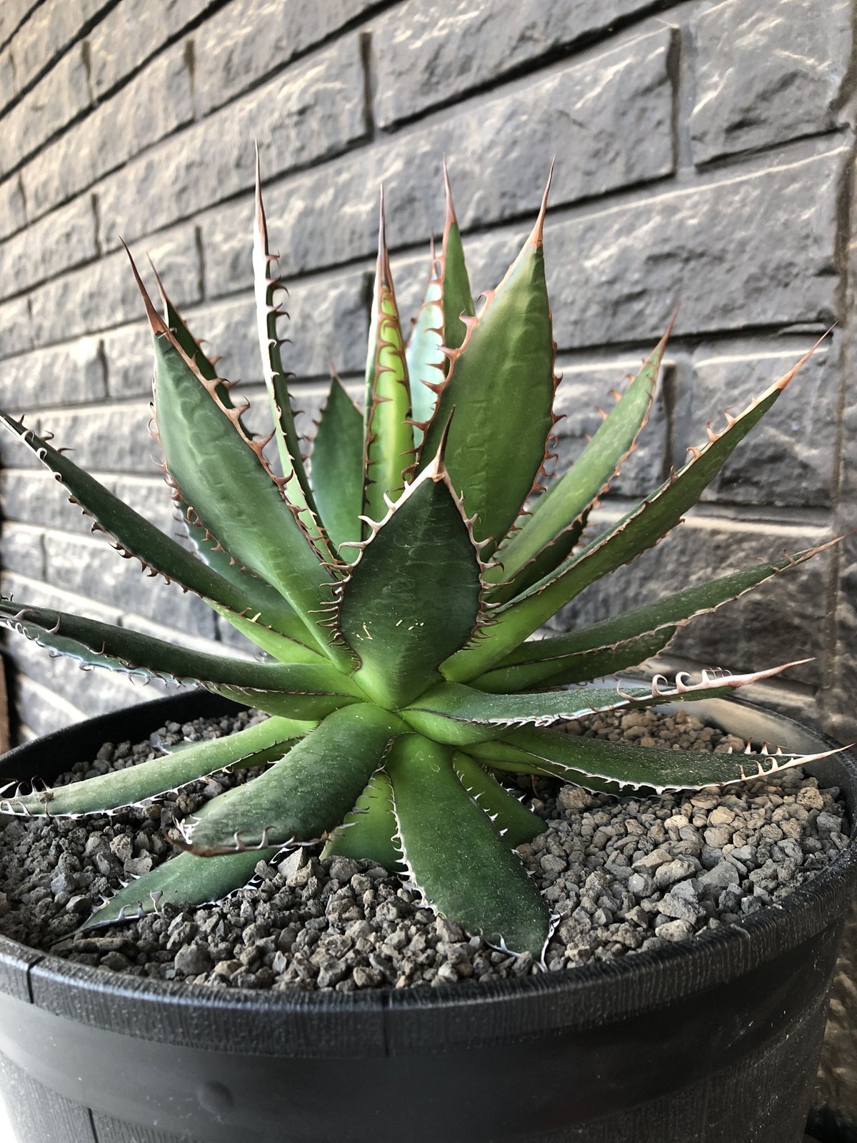 agave horrida《L L size》※現地球発根後店主国内管理3年株※締まり&樹 