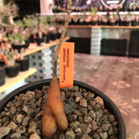 opercullicarya  packypus  littmon  seed🌱 《4年株》※枝が作られる丁度良き樹齢‼︎＆丈の締まったサイズ感※mad black bowl pot植え※限定4株