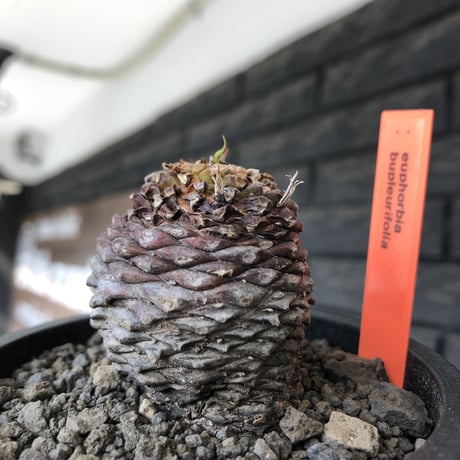 euphorbia bupleurifolia《M size 》※まん丸球体株※現地球発根後店主国内管理5年株※ボコボコ肌にまん丸球体感が堪らない一株※mad black pot植え
