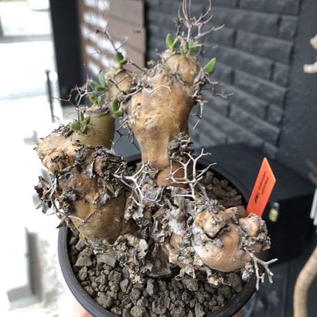 tylecodon  reticulatus《大きめM size》※現地球発根済株※店主国内管理3年株※weight低く幹も太い‼︎wild過ぎでimpact絶大‼︎※mad black pot植え