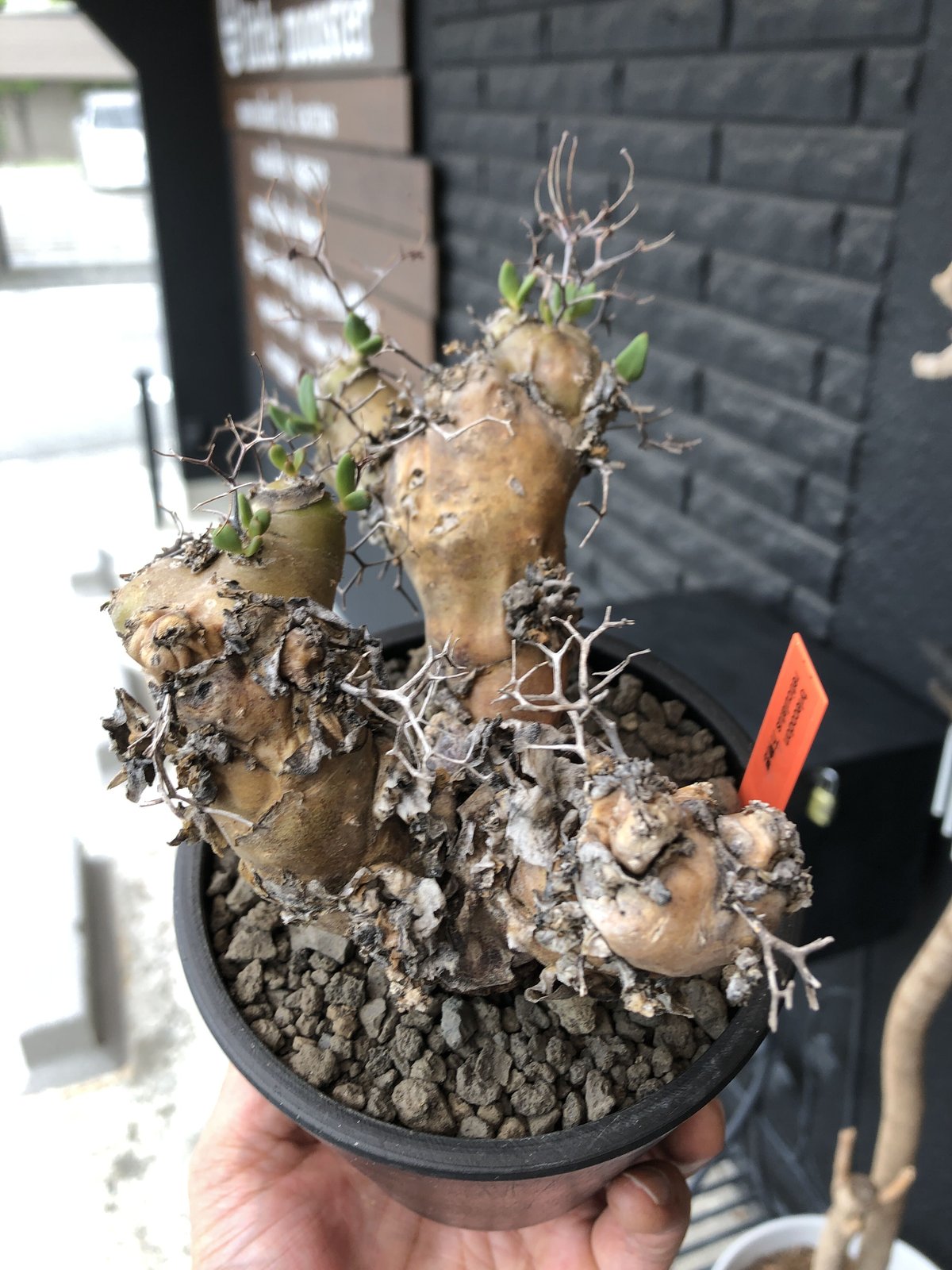 tylecodon reticulatus《大きめM size》※現地球発根済株※店主国内