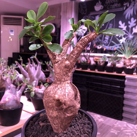 euphorbia   subapoda《大きめM size 》特化した肌質＆ぼってり樹形且つ、株元の四つ穴が堪らないスバポダ※mad black pot植え