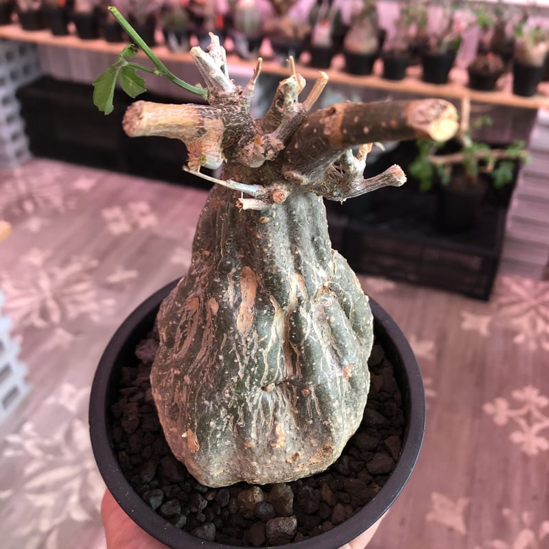 momordica rostrata《大きめS size》※ロストラータらしい装いの