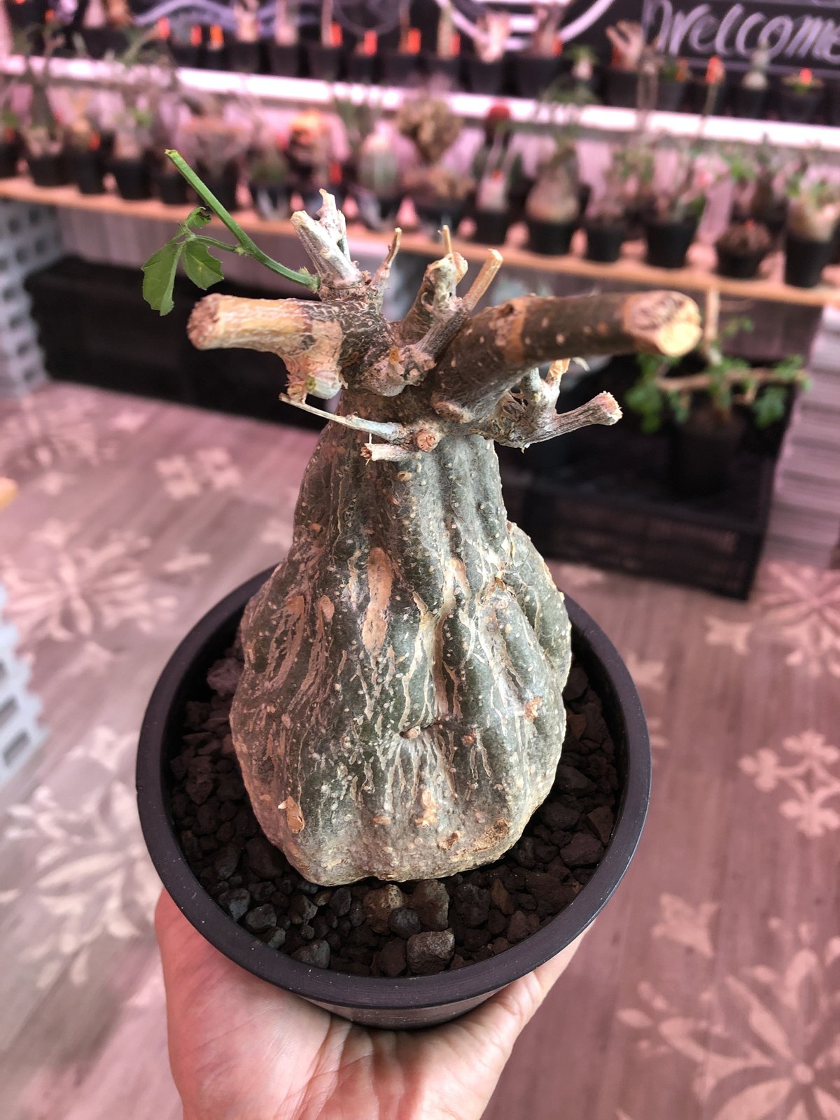 momordica rostrata《大きめS size》※ロストラータらしい装いのままミ