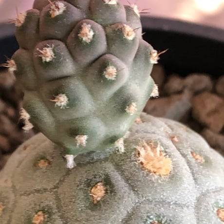 tephrocactus geometricus 《M size》※現地球株カキ仔発根済※③丸々とかわいく綺麗な玉型維持のカキ仔※black bowl pot植え