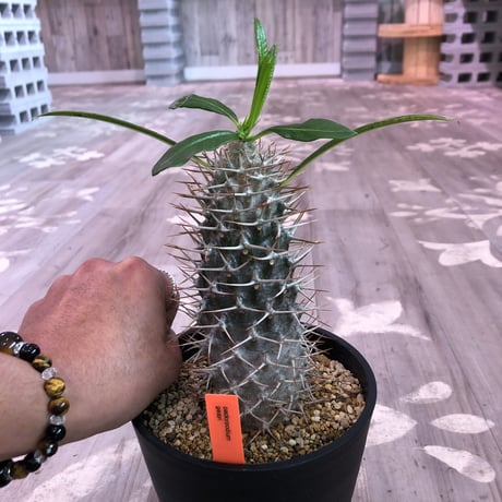 packypodium geayi《L size》