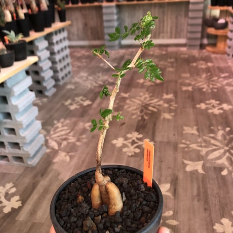 opercullicarya   packypus  littmon  seed🌱 《3年半株》幹も太く‼︎&枝振り樹形良きパキプス‼︎※mad black bowl pot植え※限定2株