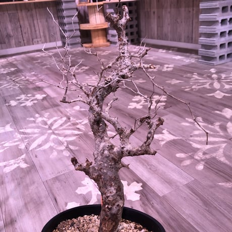 commiphora   monstrosa《 L  L size》未発根株