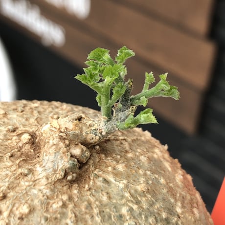 kedrostis africana《L size》※現地球発根後店主国内管理2年株※極美肌球体樹形にギザギザ葉が魅力な美しいの極み的アフリカーナ‼︎※mad black pot植え