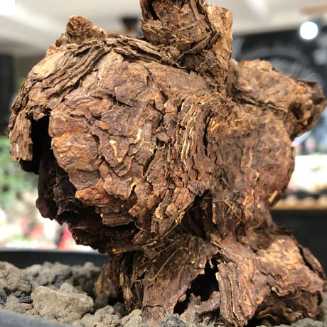 pelargonium  triste《XL size》※現地球株発根済※とびきり巨岩のトリステ‼︎更に丸みも強く伸びておらず良樹形な一株‼︎※black bowl pot植え