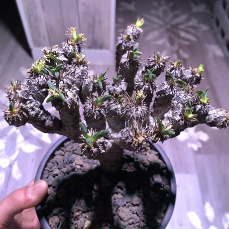 euphorbia     gullaumniana《M size》