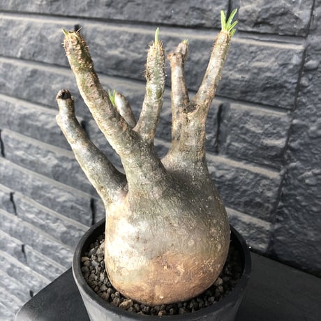 packypodium  gracilius《大きめL  size》※現地球発根済株※big球体且つ大変ウェイト低いぼってりグラキ‼︎選抜株※mad black pot植え