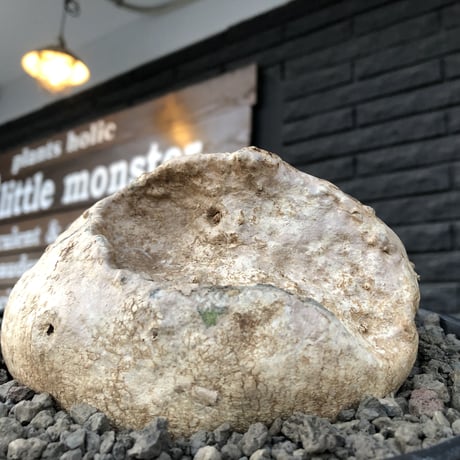 raphionacme procumbens《L size》激希少種大株※現地球発根済株※店主国内管理4年株※希少性激高bigぼってり樹形‼︎堪らないエグれを持つ唯一無二の存在感※浅鉢植え