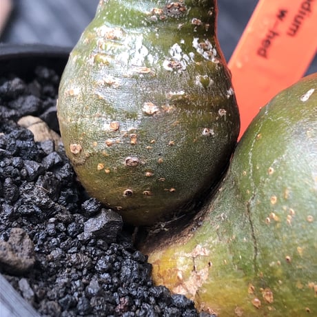 pachypodium gracilius《M size》希少‼︎極green肌&球体双頭株※現地球株発根済※ビンテージ感強き格好良さと可愛らしさの両面を持つ一株※black bowl pot植え