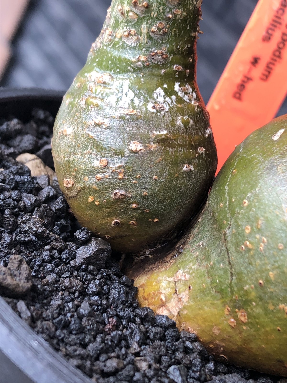 pachypodium gracilius《M size》希少‼︎極green肌&球体双頭株※